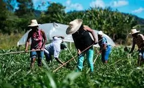 agricultores